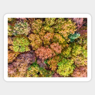 Aerial view of colorful autumn forest Sticker